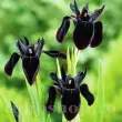 pret rizomi iris chinezesc negru bulbi primavara 110x110