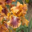 radacini iris autumn leaves plantare gradina 110x110