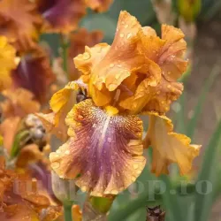 Bulbi Iris Autumn Leaves (Stanjenel)