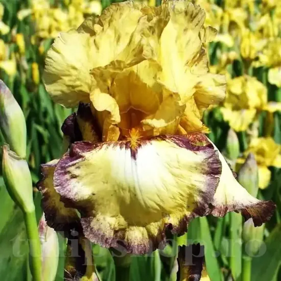 radacini iris bullwinkle perena colorata plantare
