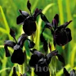 radacini iris chinezesc negru black form plantare 110x110