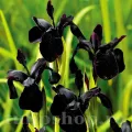 Bulbi Iris Black Form (Stanjenel)