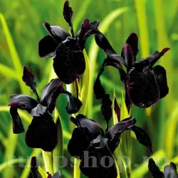 Bulbi Iris Black Form (Stanjenel)