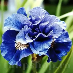 Bulbi Iris Concord Crush (Stanjenel)