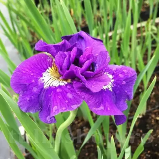 radacini iris double standard perena flori duble plantare