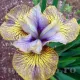 radacini iris lime street blues perena flori margine albastra