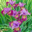 radacini iris miss apple perena culori calde plantare 110x110