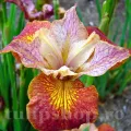 Bulbi Iris Paprikash (Stanjenel)