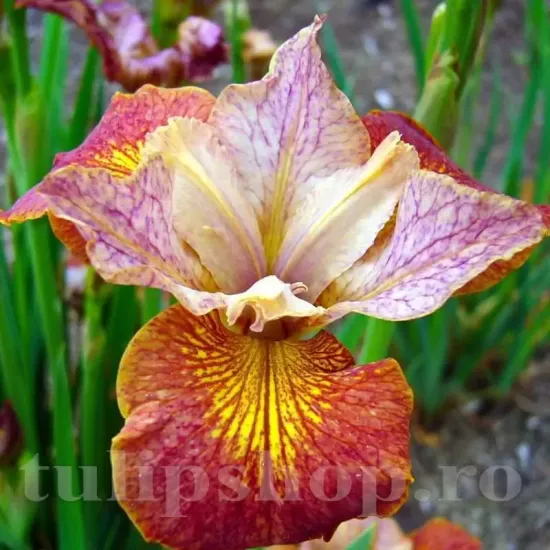 radacini iris paprikash perena stropita plantare