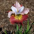 Bulbi Iris Sugar Rush (Stanjenel) - Primavara radacini iris sugar rush perena culori pastel plantare 110x110