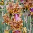 rizomi iris autumn leaves aramiu primavara 110x110