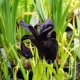 rizomi iris chinezesc negru black form primavara