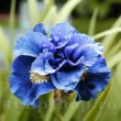 rizomi iris concord crush albastru batut primavara 110x110