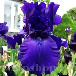 Bulbi Iris Dusky Challenger (Stanjenel)