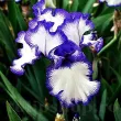 rizomi iris loop the loop alb violet primavara 110x110
