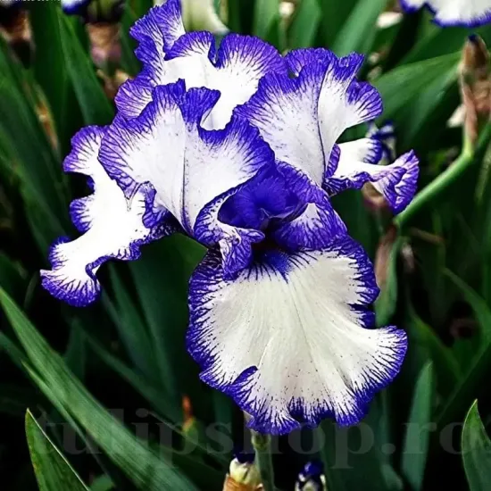 rizomi iris loop the loop alb violet primavara