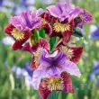 rizomi iris miss apple rosu aramiu primavara 110x110