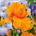 Bulbi Iris Orange Harvest (Stanjenel)