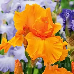 Bulbi Iris Orange Harvest (Stanjenel)