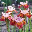 rizomi iris paprikash portocaliu teracota primavara 110x110