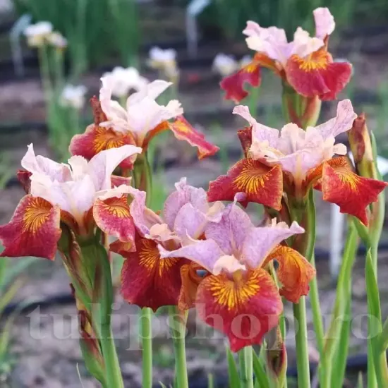 rizomi iris paprikash portocaliu teracota primavara