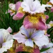 Bulbi Iris Sugar Rush (Stanjenel) - Primavara rizomi iris sugar rush roz galben primavara 110x110