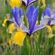 Bulbi Iris Miss Saigon (Stanjenel) bulbi de toamna iris miss saigon calitate premium 110x110