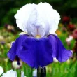 bulbi iris arpege toamna alb violet 110x110