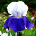 Bulbi Iris Arpage (Stanjenel)