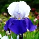 Bulbi Iris Arpage (Stanjenel) bulbi iris arpege toamna alb violet