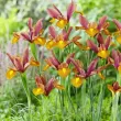 Bulbi Iris Autumn Princess (Stanjenel) - Toamna bulbi iris autumn princess hollandica gradina 110x110