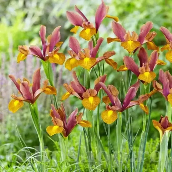 Bulbi Iris Autumn Princess (Stanjenel) bulbi iris autumn princess hollandica gradina