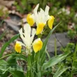 Bulbi Iris Bucharica (Stanjenel) - Toamna bulbi iris bucharica botanic juno galben alb 110x110