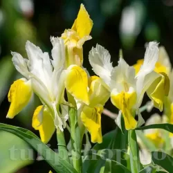 Bulbi Iris Bucharica (Stanjenel) - Toamna Bulbi Iris Bucharica (Stanjenel) - Toamna