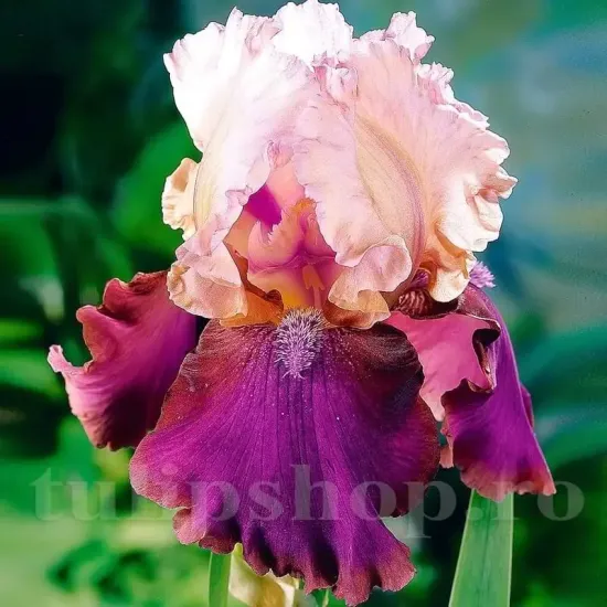 bulbi iris burgermeister toamna violet
