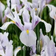 bulbi iris carmen alb violet toamna 110x110