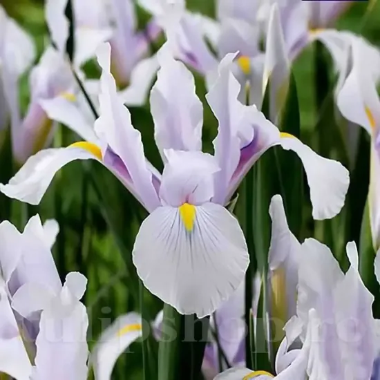 bulbi iris carmen alb violet toamna