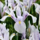 bulbi iris carmen alb violet toamna