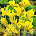 Bulbi Iris Danforda (Stanjenel)