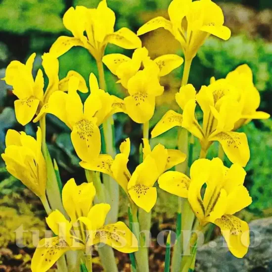 bulbi iris danfordiae galben pitic