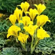 bulbi iris galbeni gradina toamna 110x110