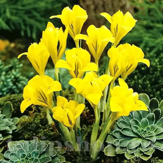 bulbi iris galbeni gradina toamna