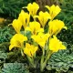 bulbi iris galbeni gradina toamna