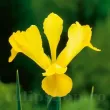 Bulbi Iris Golden Harvest (Stanjenel) - Toamna bulbi iris golden harvest galben toamna 110x110