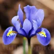 bulbi iris harmony albastru pitic 110x110