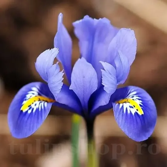 Bulbi Iris Harmony (Stanjenel) bulbi iris harmony albastru pitic