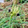 bulbi iris hermodactylus tuberosus flori verde negru 110x110