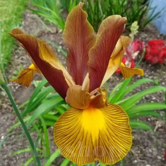 Bulbi Iris Autumn Princess (Stanjenel) bulbi iris hollandica autumn princess toamna