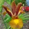 Bulbi Iris Autumn Princess (Stanjenel) - Toamna