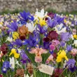 Pachet Bulbi Iris Hollandica Toamna Mix50 bulbi iris hollandica premium mix50 multicolor plantare toamna 110x110